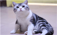 美短猫属于什么档次的
