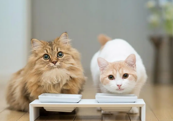 怎么样给猫配种最安全