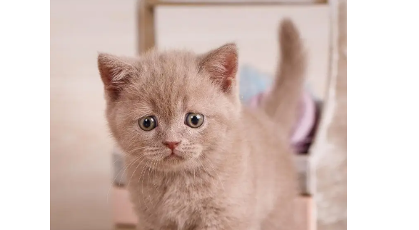 2个月的小猫吐了是什么原因呢? 2个月的小猫吐了是什么原因呢?