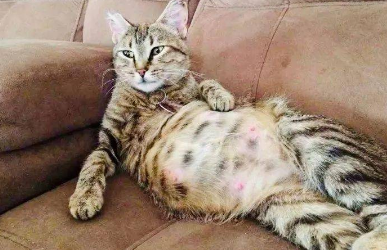 猫咪有没有肚脐眼啊