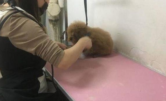 带泰迪去剪毛,小姐姐太年青网友有点儿不安心,剪完以后完全服了 带泰迪去剪毛,小姐姐太年青网友有点儿不安心,剪完以后完全服了