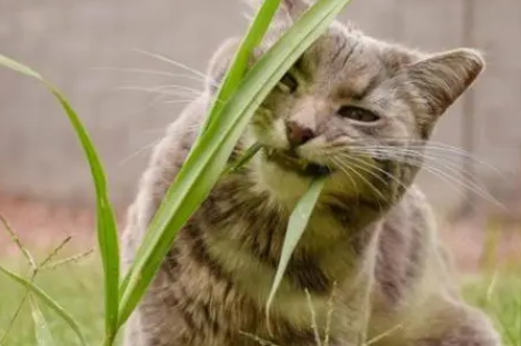 猫咪吃草是为什么
