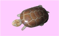 沼泽侧颈龟凶猛吗?这篇文章告诉你