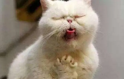 猫每天都吐但精神好是为什么? 猫每天都吐但精神好是为什么?