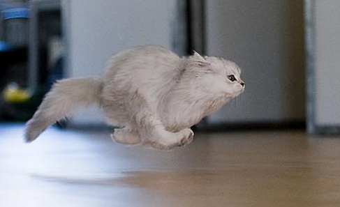 猫咪为什么不跟我玩了就跑呢