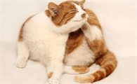 猫咪耳朵很干净但是一直挠和甩头