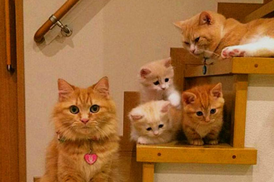 小猫咪一家人 小猫咪一家人