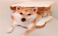 怎么区分柴犬和秋田犬？
