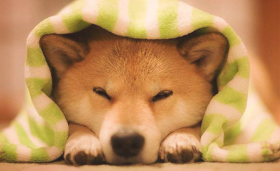柴犬一直咳嗽,咳嗽是柴犬感冒病症吗 柴犬一直咳嗽,咳嗽是柴犬感冒病症吗
