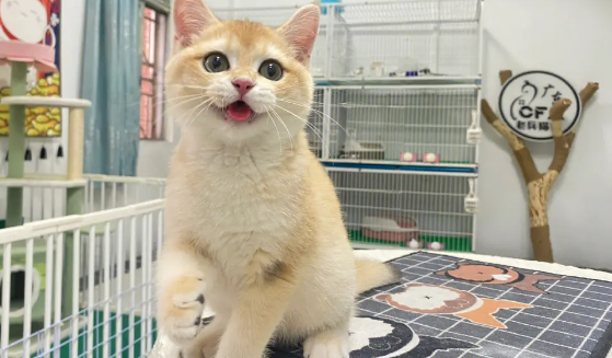 广州正规猫舍排名
