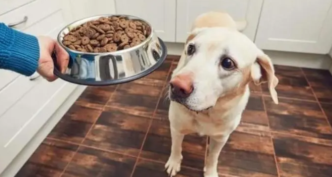 为什么狗狗怀孕就挑食呢 为什么狗狗怀孕就挑食呢