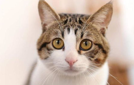 如何教育猫咪？用什么方法来制止猫咪的恶劣行为？