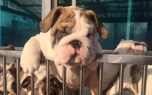 犬舍狗狗的价格