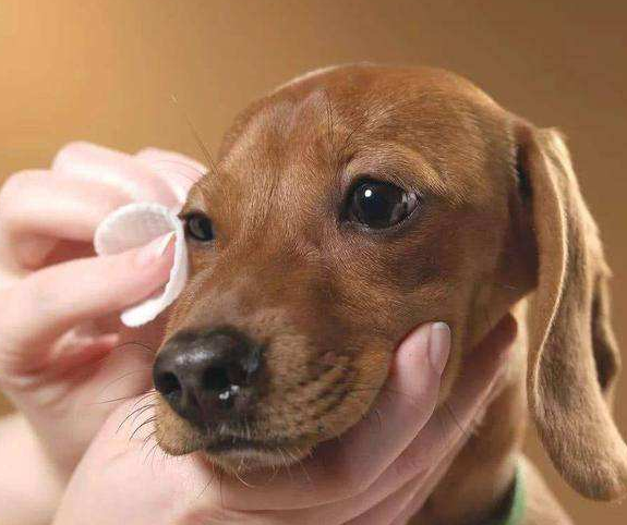 狗狗真的会流眼泪吗？