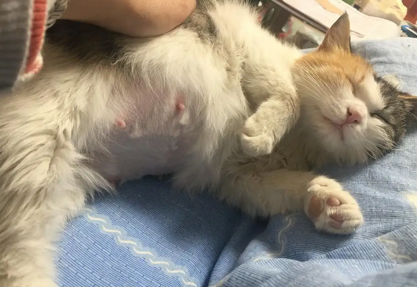 猫胎动后还有多久生宝宝 猫胎动后还有多久生宝宝
