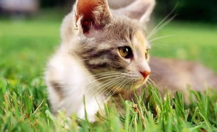 如何制止猫咪喷液的行为?猫咪纠正训练! 如何制止猫咪喷液的行为?猫咪纠正训练!