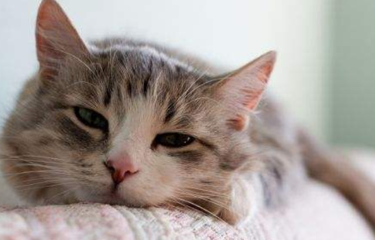 猫蛋被线给勒肿了 猫蛋被线给勒肿了