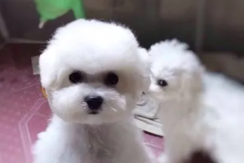 比熊幼犬有点咳嗽怎么办 比熊幼犬有点咳嗽怎么办