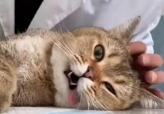 猫咪绝育后为什么会发腮 猫咪绝育后为什么会发腮