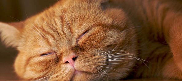 防止猫咪中暑的同时防止空调病也很重要！