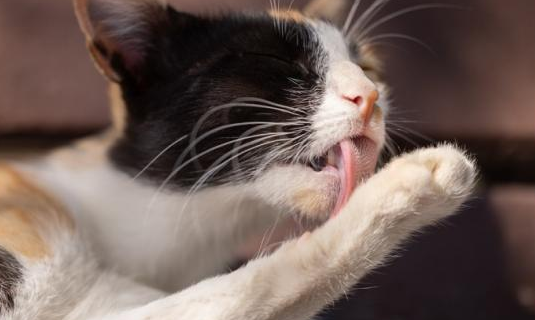 猫养着养着就不过敏了