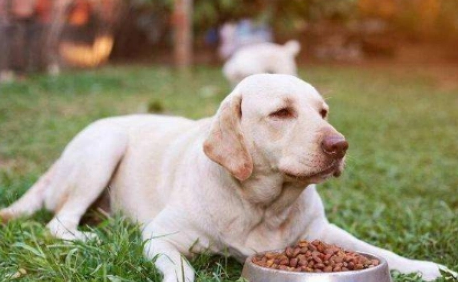 拉布拉多幼犬每顿吃多少 拉布拉多幼犬每顿吃多少