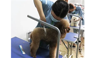 德尔学长卖宠物真的赚钱吗