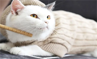 冬天小猫需要保暖吗为什么