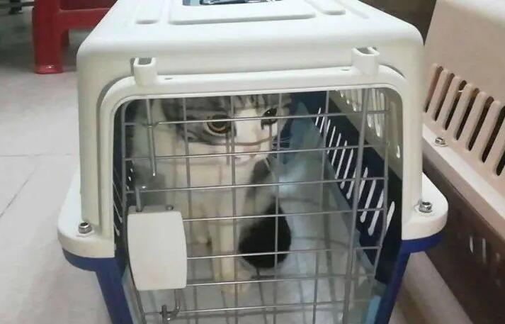 猫咪高铁托运需要什么手续 猫咪高铁托运需要什么手续