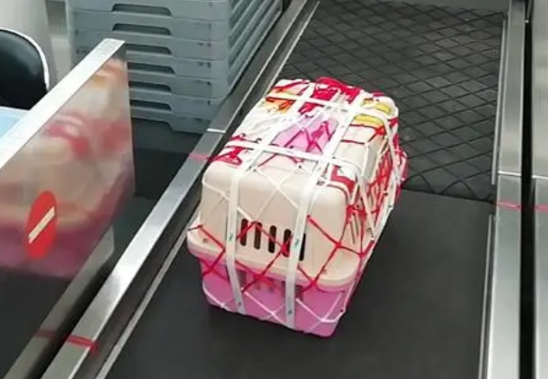 高铁如何托运宠物