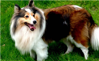 苏格兰牧羊犬的遗传缺陷有哪些?
