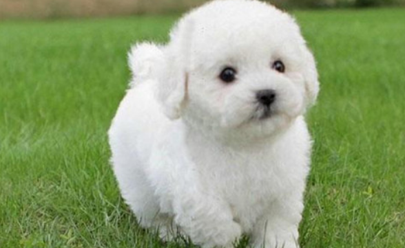 小孩满月的比熊幼犬喝瘦肉粥吗,30天的比熊幼犬喝肉粥吗 小孩满月的比熊幼犬喝瘦肉粥吗,30天的比熊幼犬喝肉粥吗