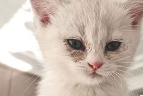 猫一只眼睛有脓黄眼屎?这说明什么? 猫一只眼睛有脓黄眼屎?这说明什么?