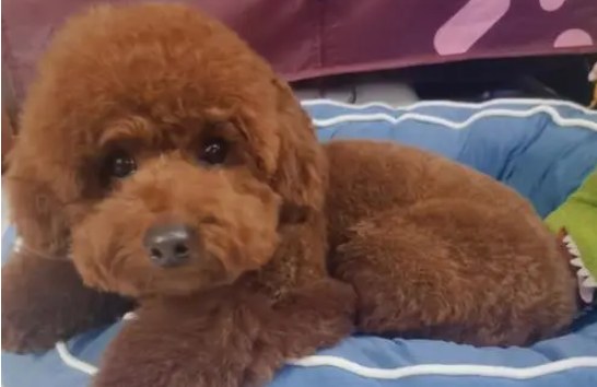 六岁的泰迪要不要吃儿童钙片？怎么补钙？