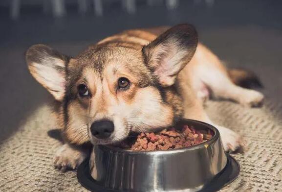 买狗如何选好狗粮呢 买狗如何选好狗粮呢