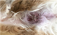 狗狗肛门口下边鼓起大包是什么原因?