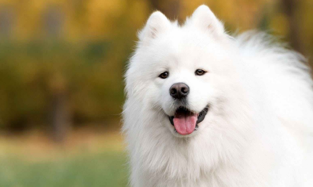 全世界唯一一种会笑的狗,与主人如影随行
