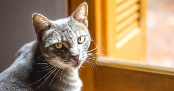 猫咪喂了安痢肽立即管用吗 猫咪喂了安痢肽立即管用吗