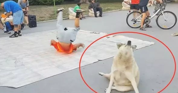 小伙在马路边跳街舞，結果狗狗跑来“砸场”：没一点儿难度系数
