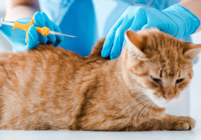 猫传腹药441价格