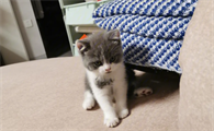 猫咪传染性腹膜炎和细菌性腹膜炎区别是什么?