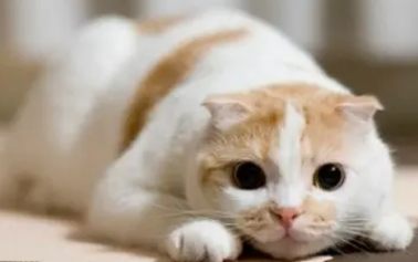 如何诱导小猫