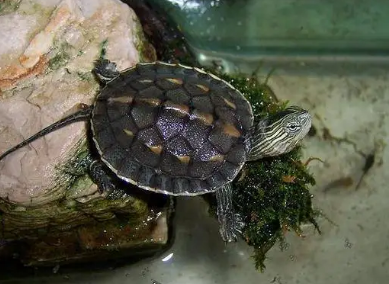 十大最好养的深水龟