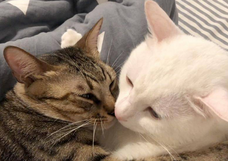 猫咪发情不容轻视，这些一定要注意！
