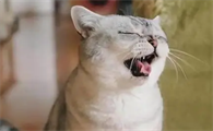 猫咪为什么老是呼吸急促呢