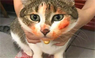猫吐血还能自愈吗