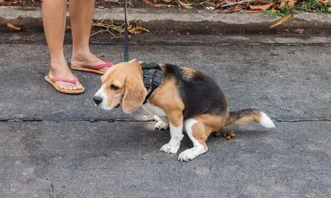 狗狗拉屎为什么要接住