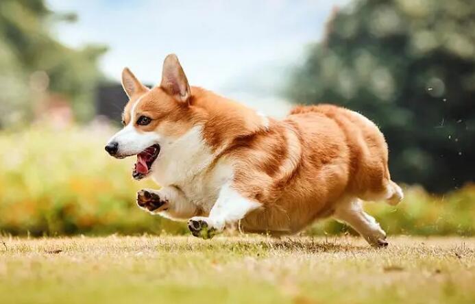 一岁柯基犬脱毛比较严重该怎么办 一岁柯基犬脱毛比较严重该怎么办