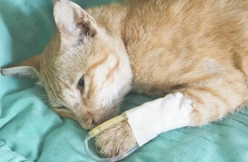 猫咪下颌淋巴肿大是什么原因 猫咪下颌淋巴肿大是什么原因