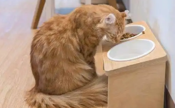 猫咪消化不良能不能自愈